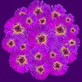 Purple Zinnia PopnGroovy Collection #knowitsurphone