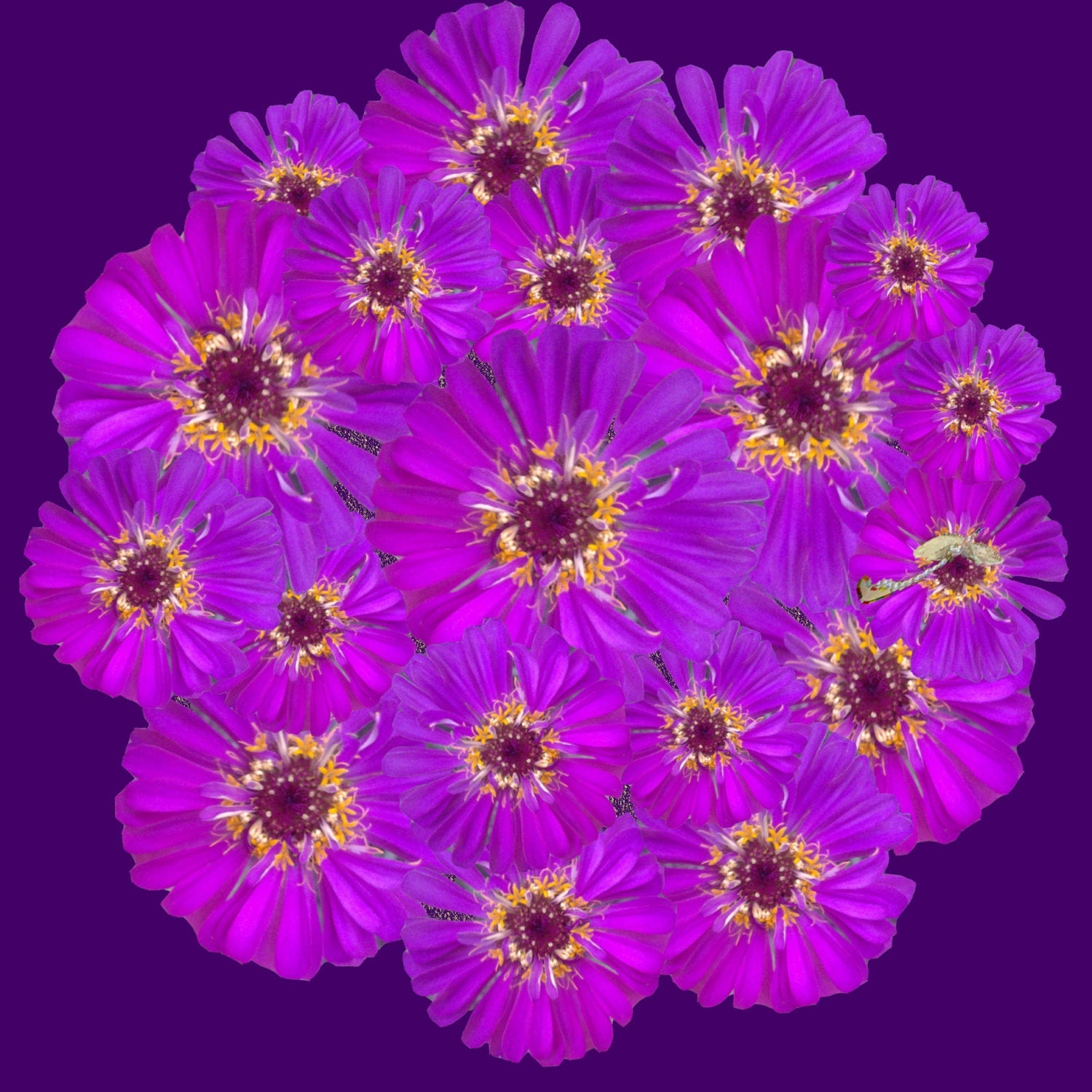 Purple Zinnia PopnGroovy Collection #knowitsurphone