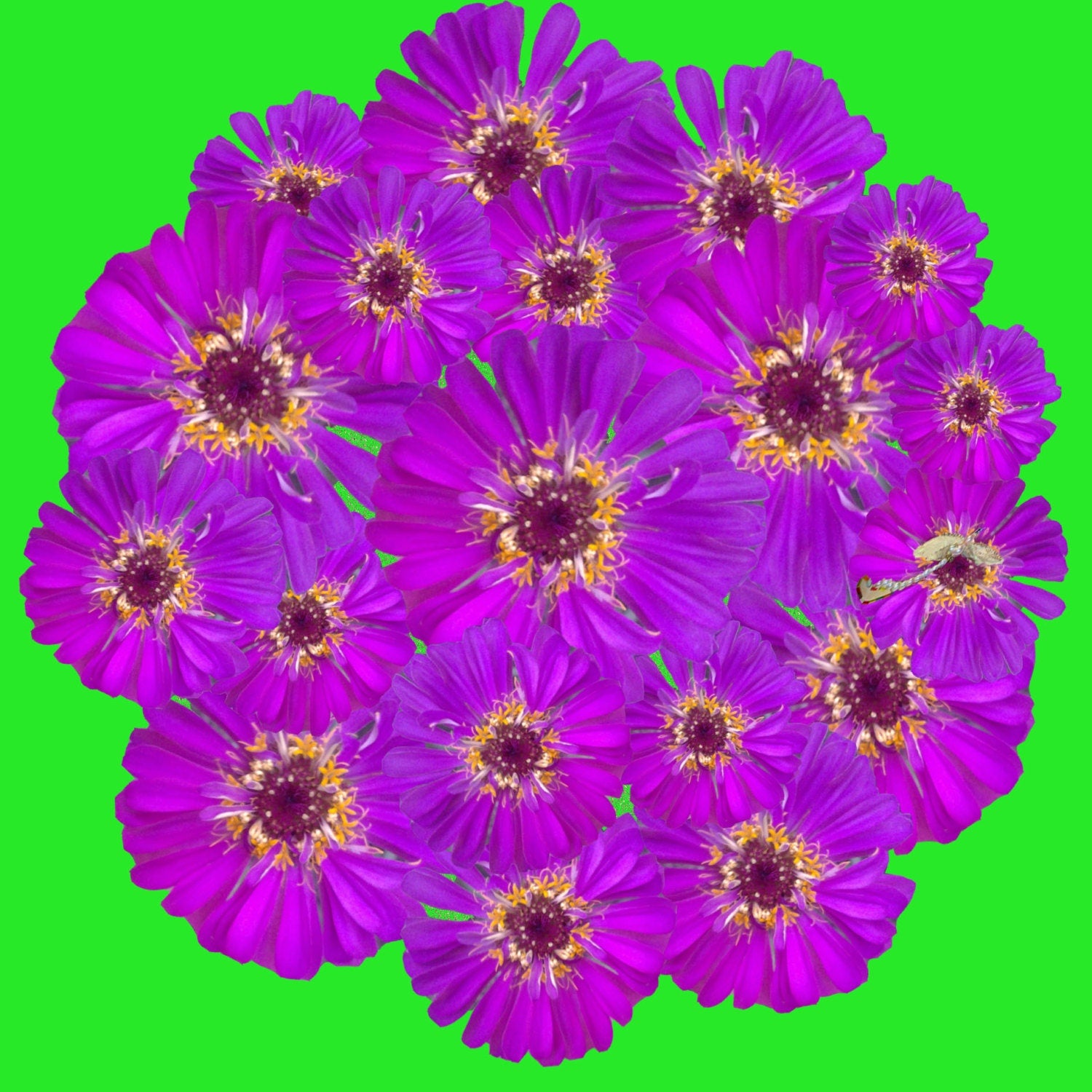 Purple Zinnia PopnGroovy Collection #knowitsurphone