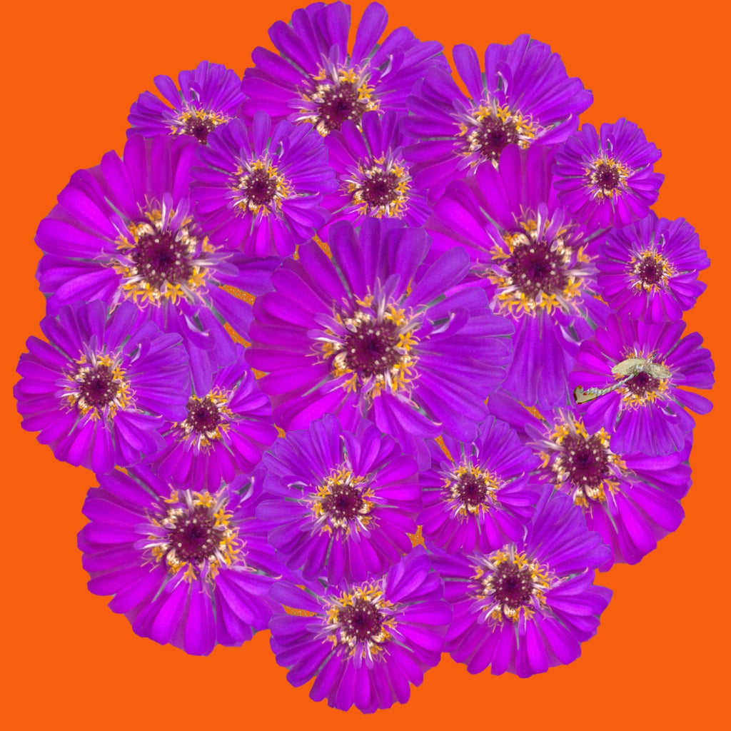 Purple Zinnia PopnGroovy Collection #knowitsurphone