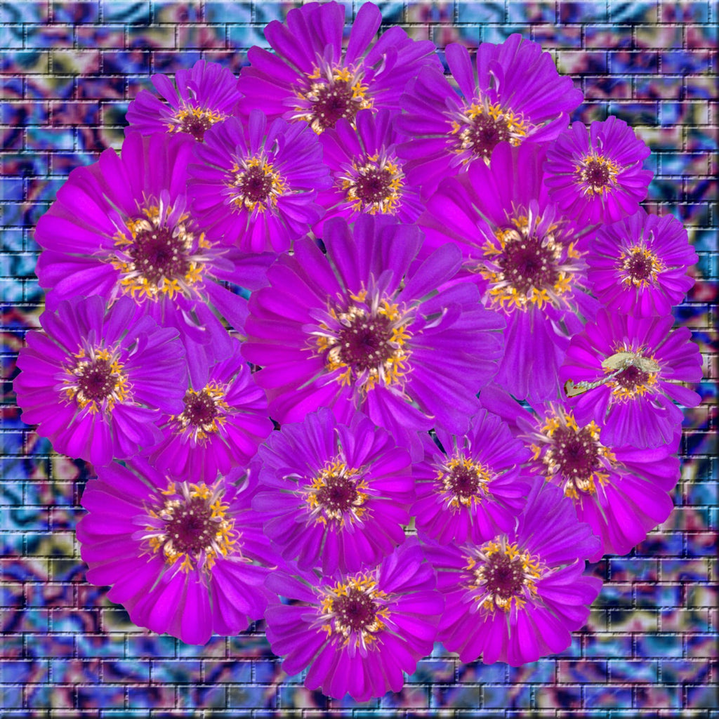 Purple Zinnia PopnGroovy Collection #knowitsurphone