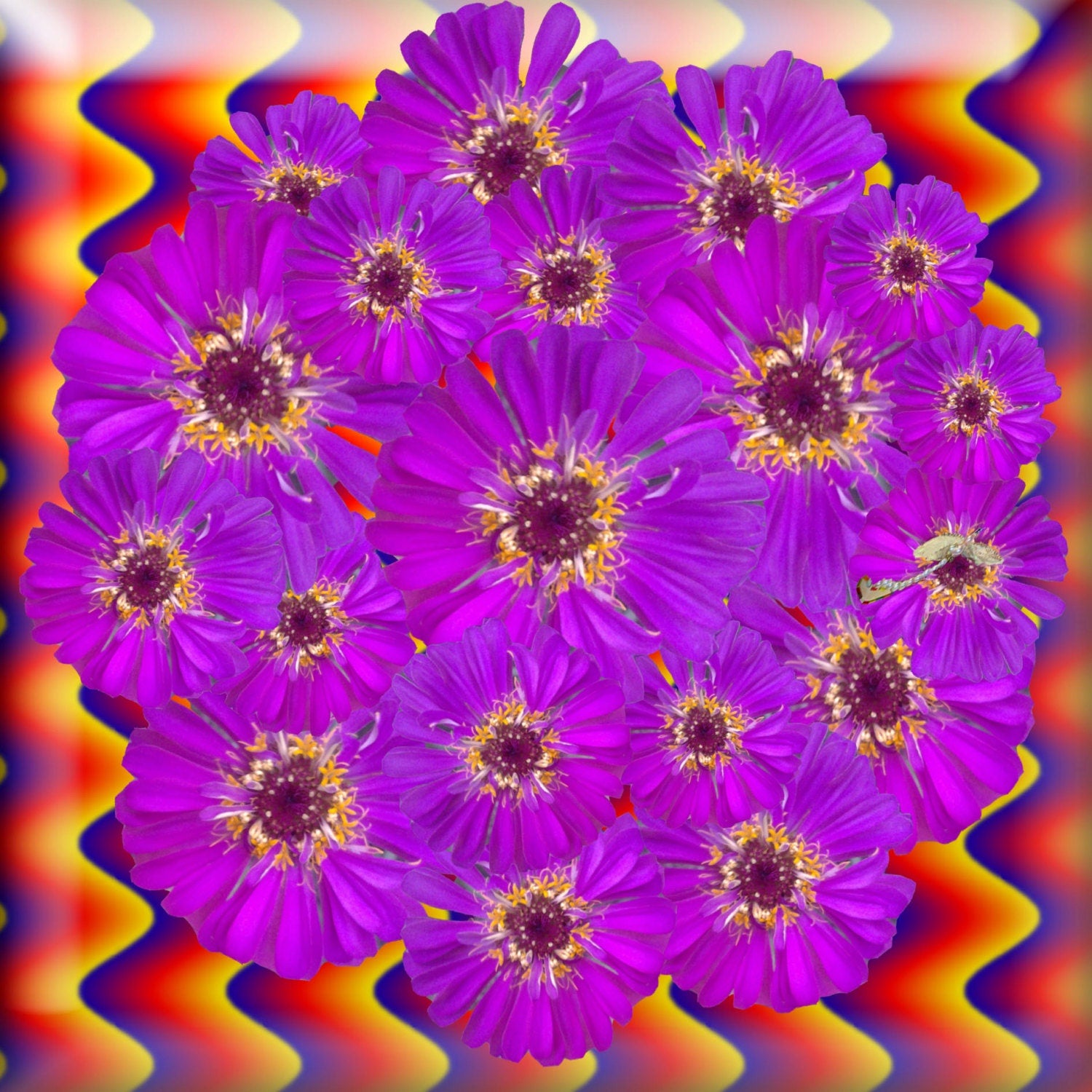 Purple Zinnia PopnGroovy Collection #knowitsurphone