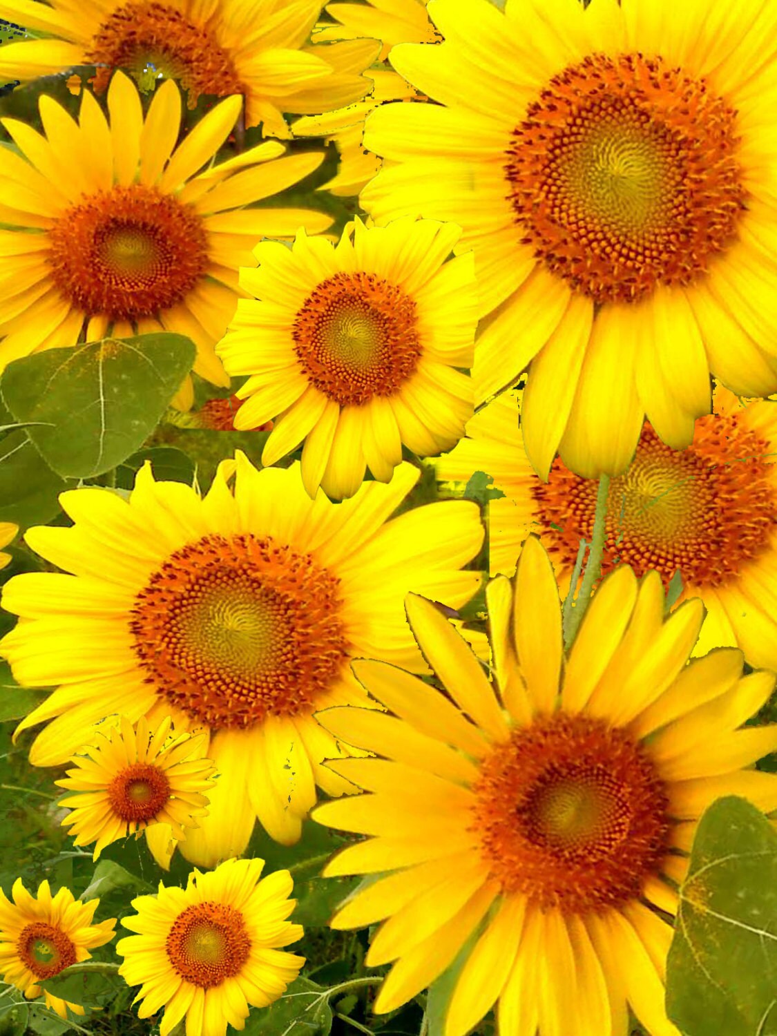 Yellow Sunflowers 2013