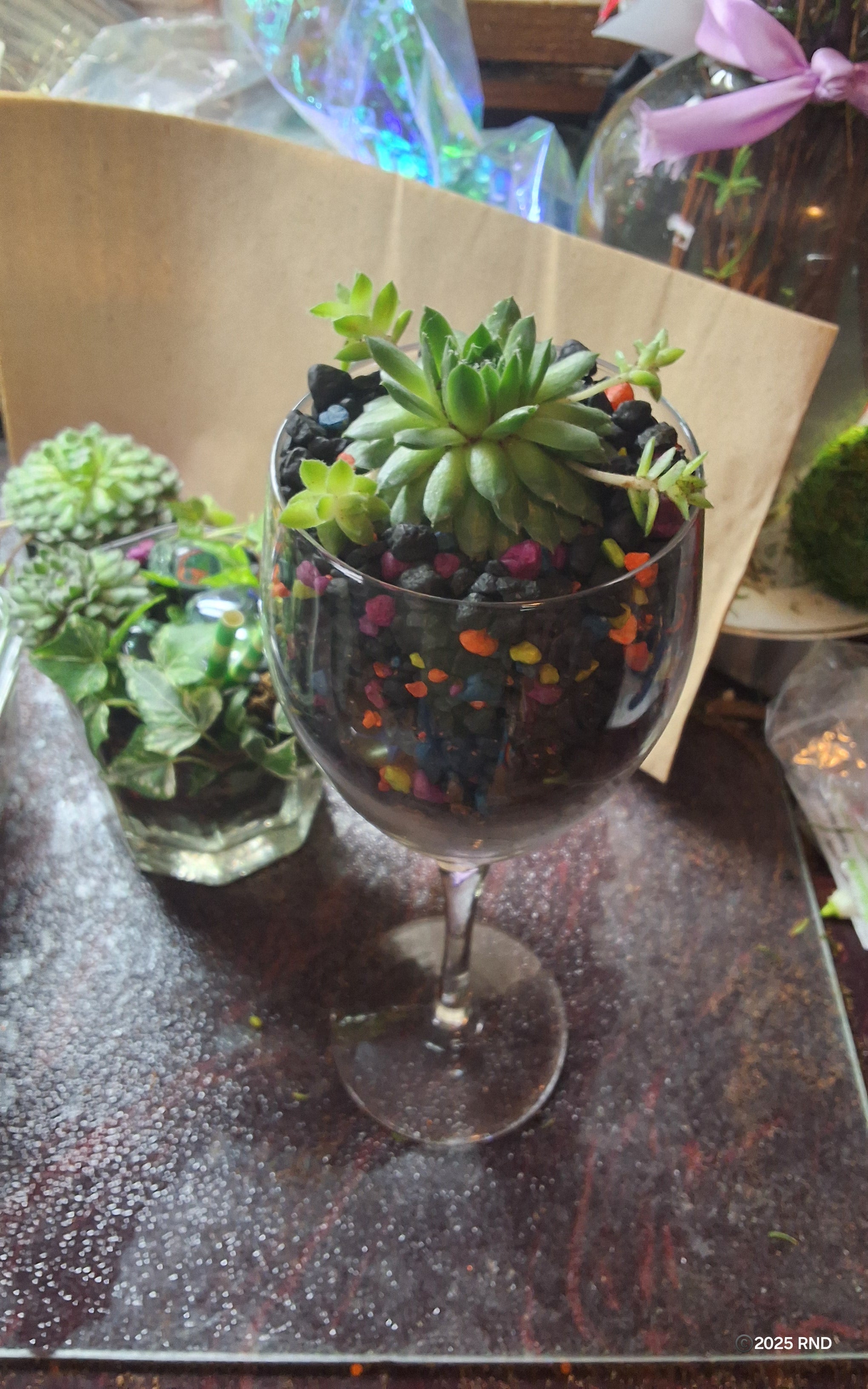 Vintage Sempervivum Cocktail Garden