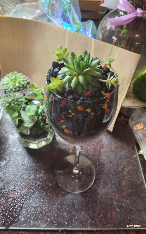 Vintage Sempervivum Cocktail Garden