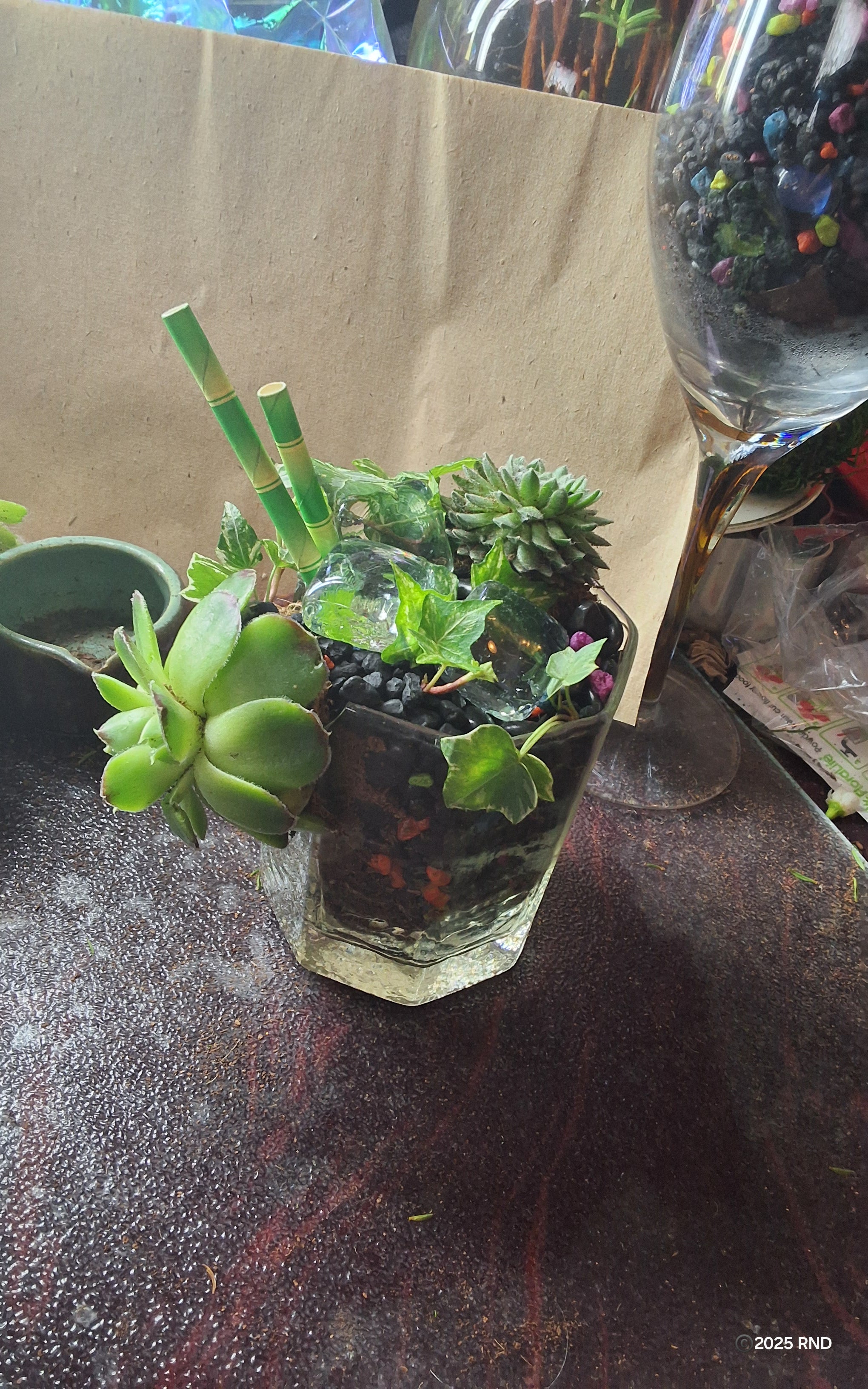 Vintage Sempervivum Cocktail Garden